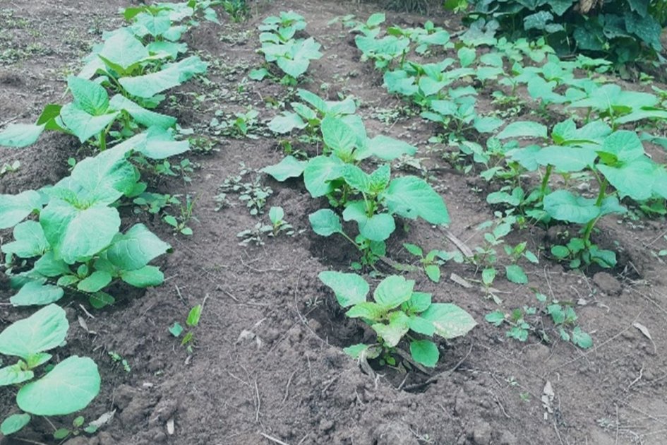 Image showcasing African Indigenous Vegetables: A Hidden Solution to Nutrition & Food ...